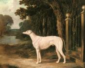 约翰弗雷德里克赫尔林 - Vandeau, A White Greyhound